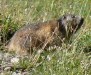Une marmotte juste au bord du chemin