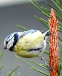 M&eacute;sange bleue