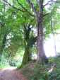 Forêt.