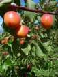 Des abricots impressionnants!