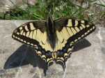 Machaon au sommet.