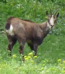 Un chamois qui nous à vu trop vite