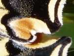 Machaon