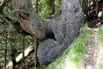 Arbre en chandelier géant, ne manquez pas le sac à droite de la photo qui a réussi à se glisser au bon endroit pour servir de point de comparaison