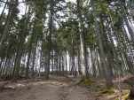 Chemin de montée forestier.