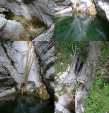 Cascades sur l'Eau Froide sous le Pont d'Egras (juillet 2009).