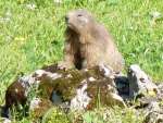 Une marmotte s'est approchée en nous voyant!