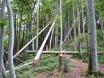 For&ecirc;t croupe sud ouest de la Tour de Gourze