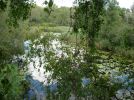 Etang près de Bavois