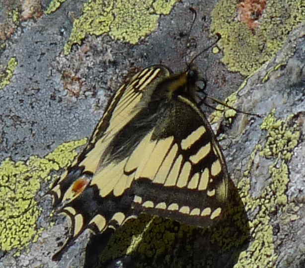 Au sommet de Bel Oiseau un machaon étale ses ailes sur du lichen géographique.