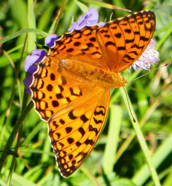 Papillon orange tacheté de noir