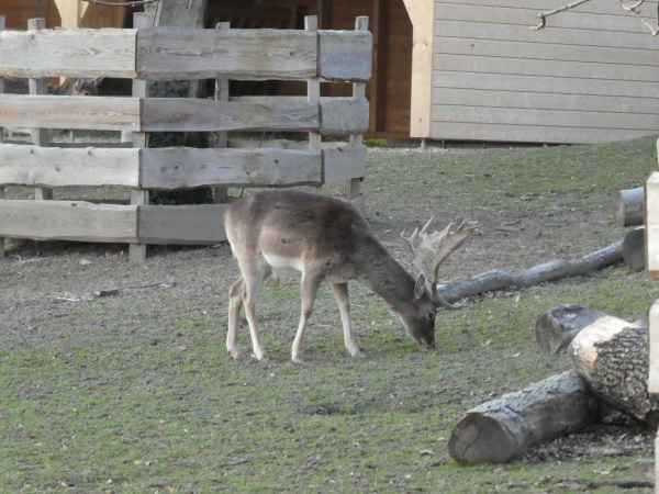 Un cerf broute sans râler dans la Campagne Vuillemin