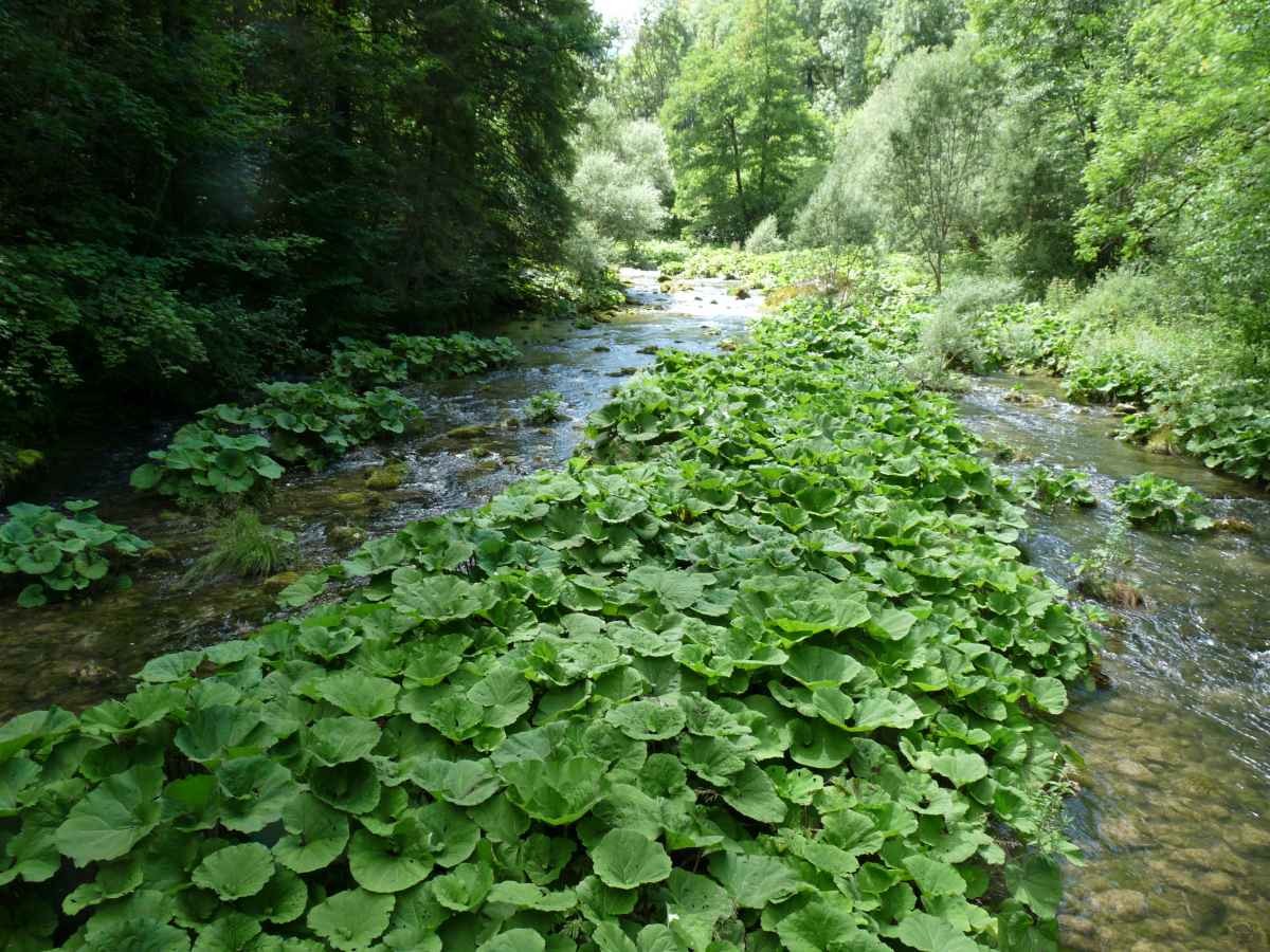 Biotope optimum pour les nénuphares