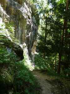 Falaise chemin et forêt