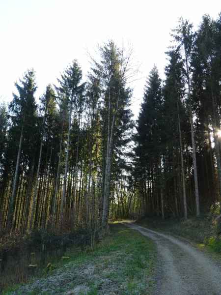 Forêt de la Venoge près de Vufflens-la-Ville