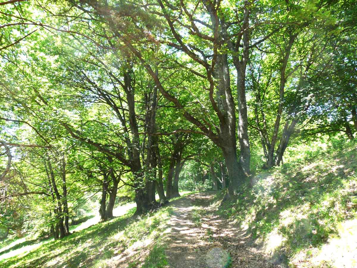 Montée en forêt vers le Montet