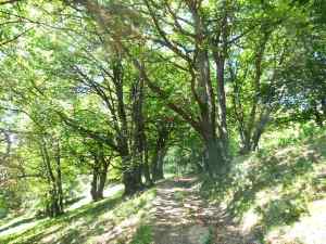 Montée en forêt vers le Montet