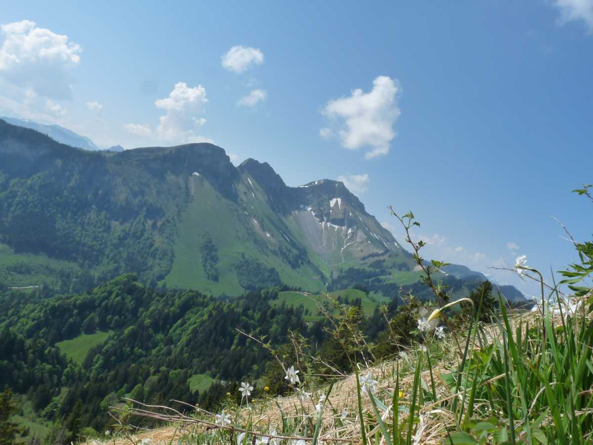 La Dent de Lys depuis les narcisses