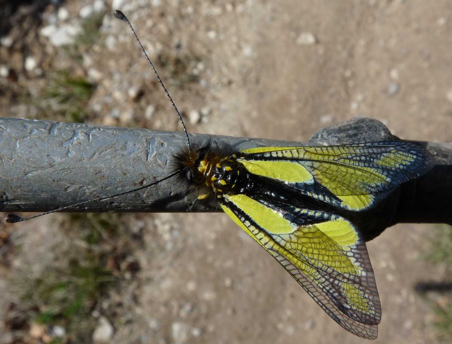 Un papillon bizarre