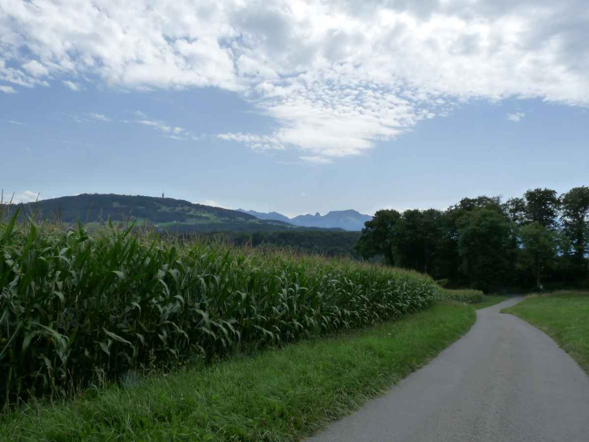 Le Mont Pèlerin et les Préalpes à l'horizon