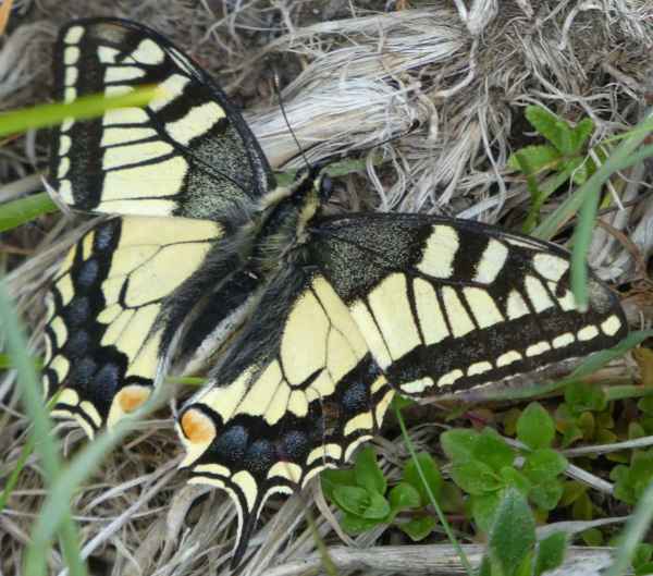 Un machaon