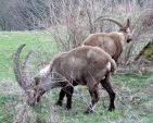 Toujours par deux, un petit groupe pour des animaux très grégaire