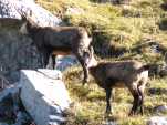 Un troupeau de chamois en vue partielle.