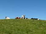 Des vaches au Tombeau des Lièvres.