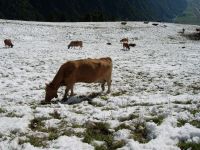 La neige surprend les vaches