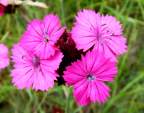 Des fleurs mauves à déterminer