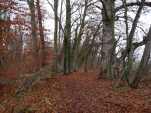 Forêt très sympathique.