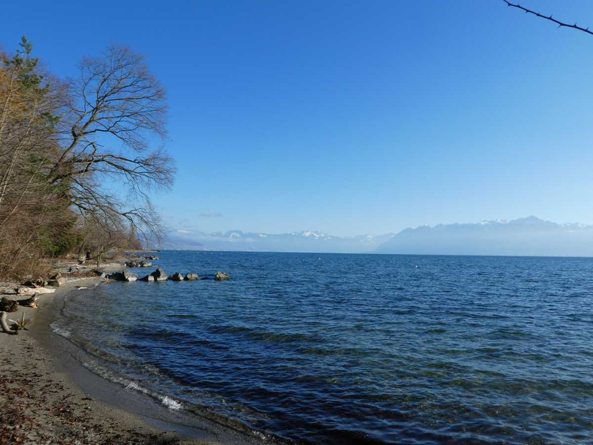 Léman